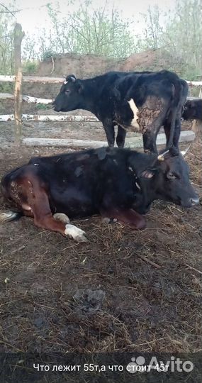 Продаются молодые стельные тёлочки