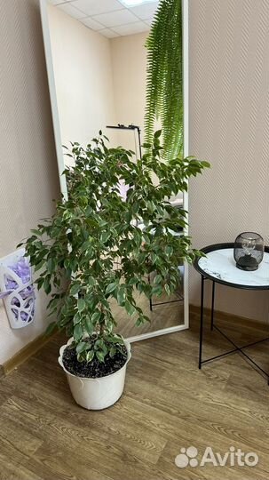 Фикус Бенджамина пестролистный