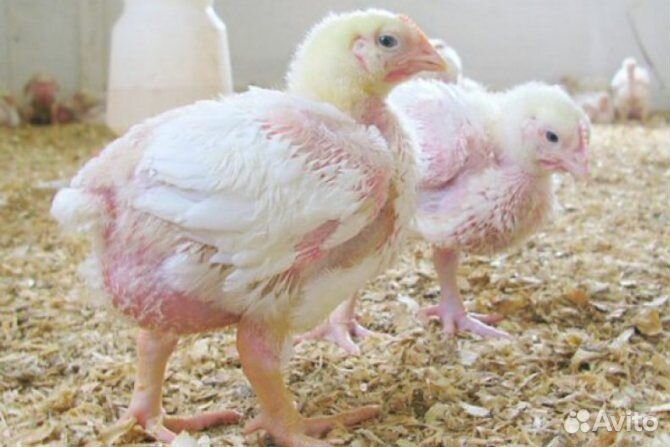 Бройлеры подрощеные