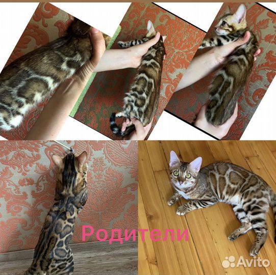 Бенгальские котята