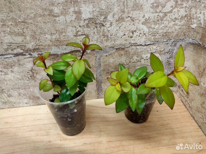 Немантанус, гипоцирта