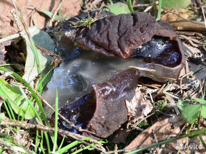 Гриб Саркосома