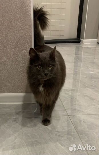 Кот в добрые руки