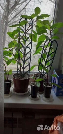 Листья бога джинура