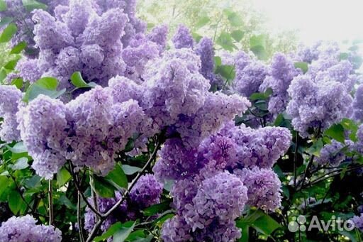 Сирень надежда