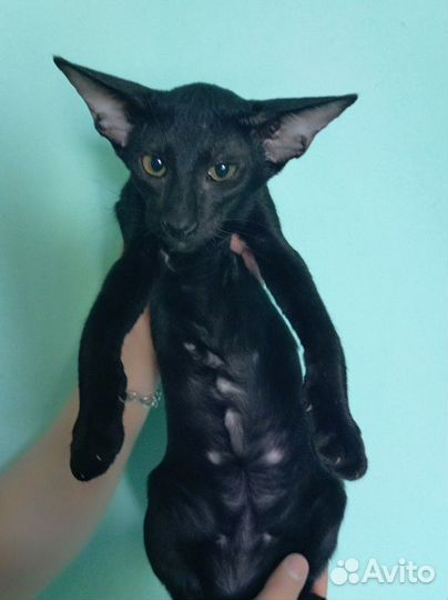 Черный красавчик папа экстрим