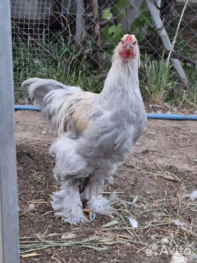 Петух Брама изабелла