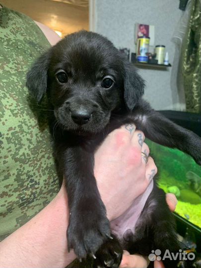 Щенки лабрадора