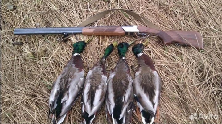 Охота на рябчика \ организация охоты