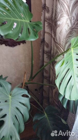 Диффенбахия