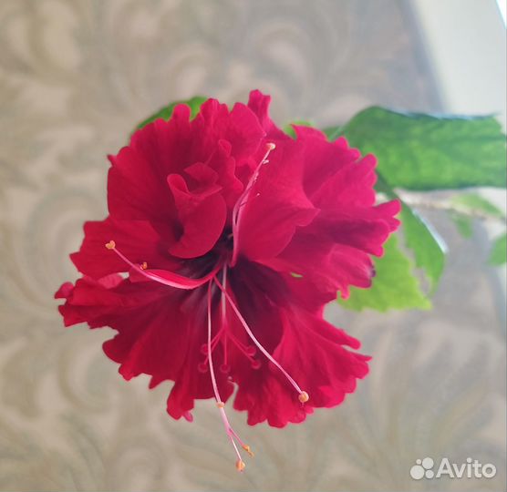 Сортовые гибискусы