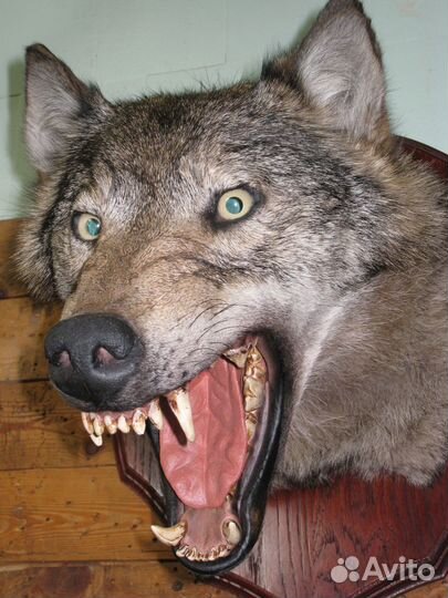 Таксидермист.Ученик таксидермиста