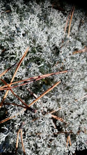 Кормовой ягель