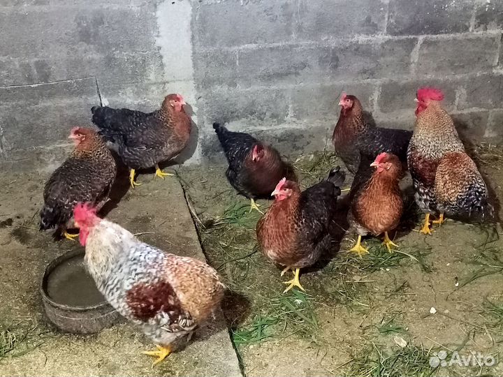 Яйцо инкубационное