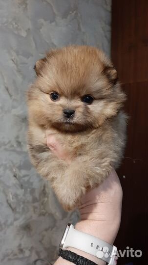 Померанский шпиц