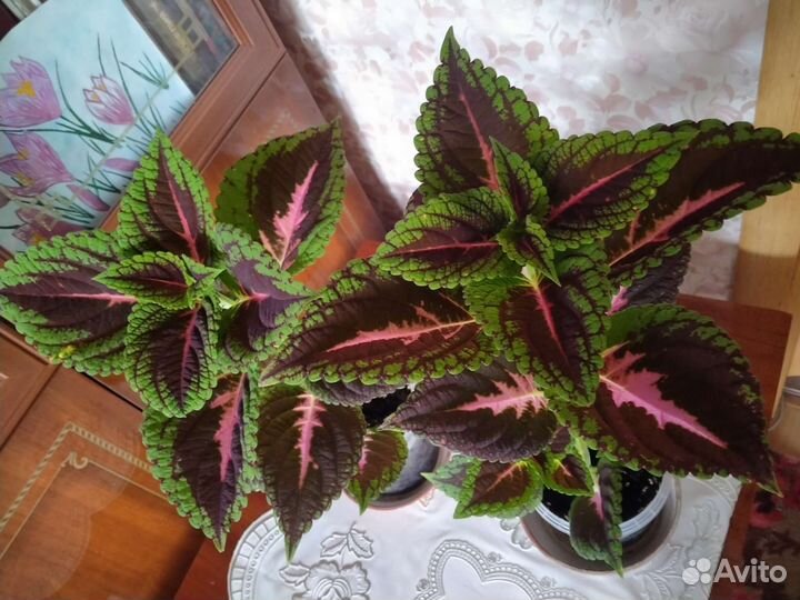 Комнатные растения - Колеус