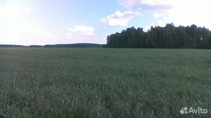 Зерно пшеница