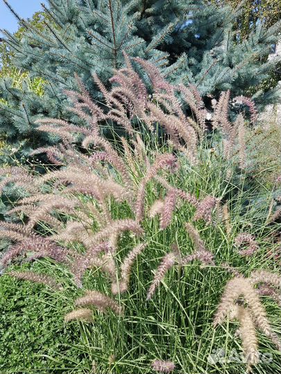 Растения и кустарники