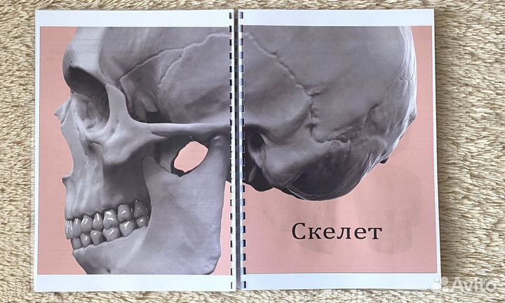 Анатомия лицевых выражений