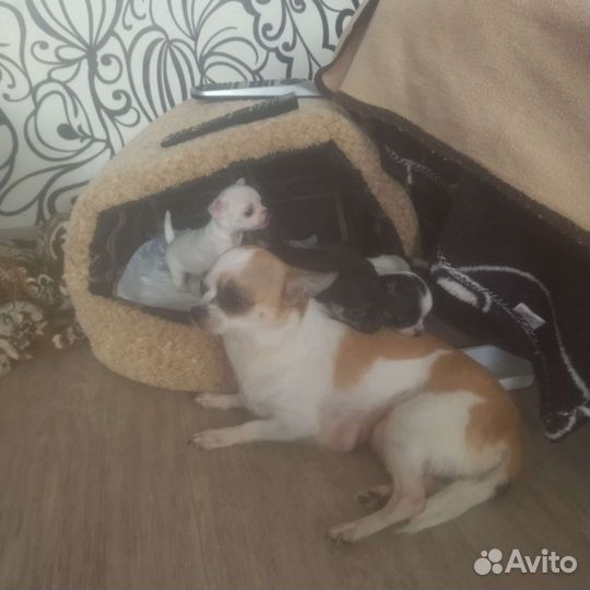 Щенки чихуахуа