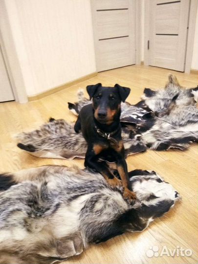 Вязка ягдтерьера