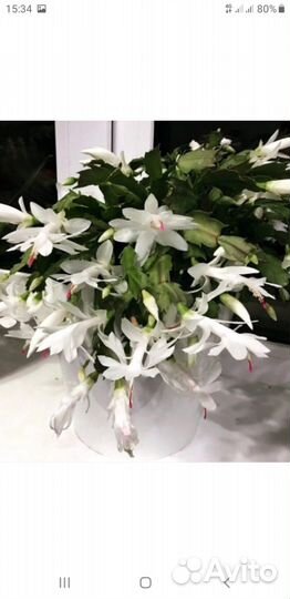 Сортовой декабрист White Christmas