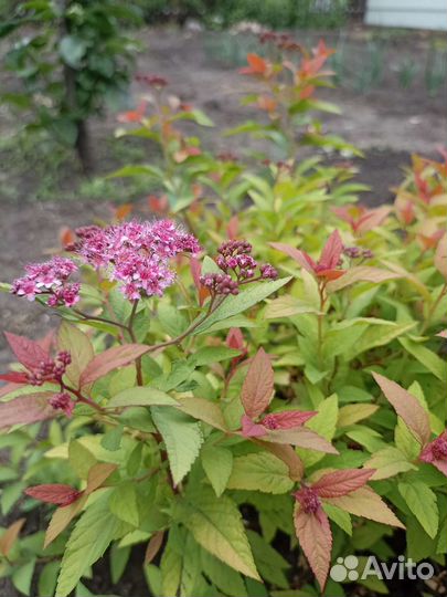 Кустарник саженец