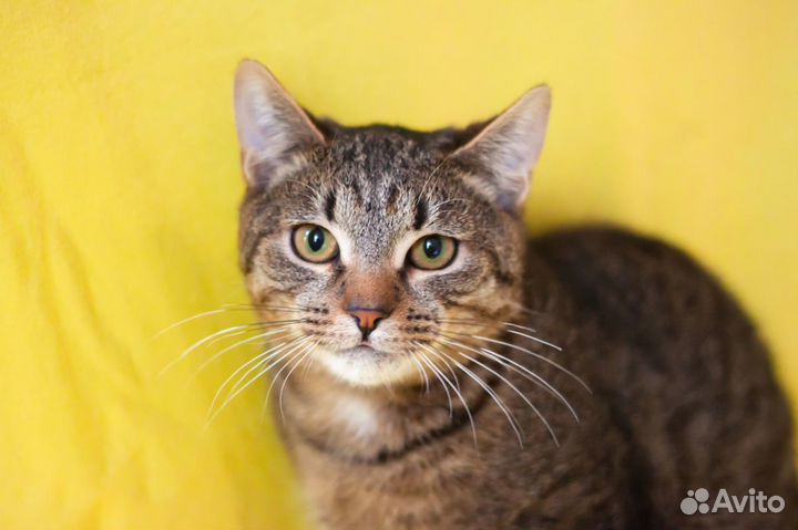 Кот Саня, 2 года