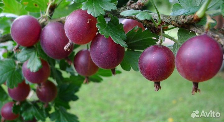 Крыжовник бесшипный Командор с1