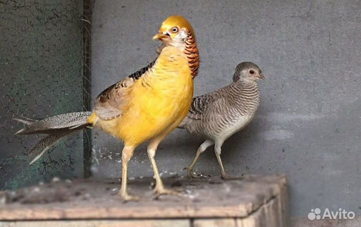 Маран павлин