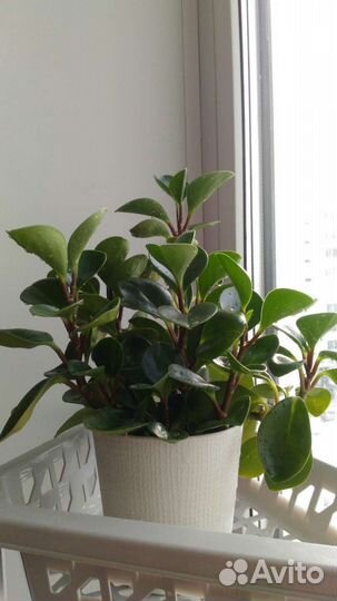 Комнатные цветы