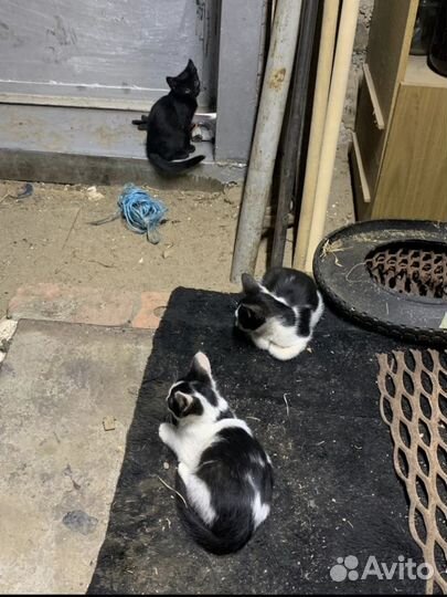 Котята в добрые руки