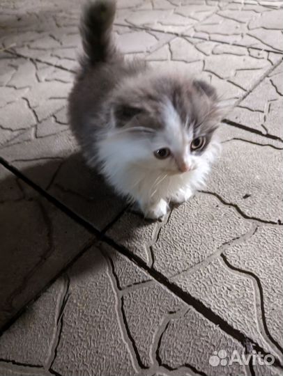 Кошки бесплатно