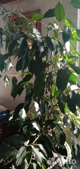 Фикус бенджамина высокий