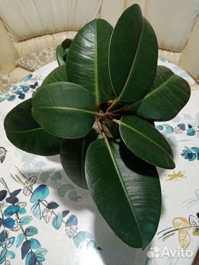 Фикус каучуконосный