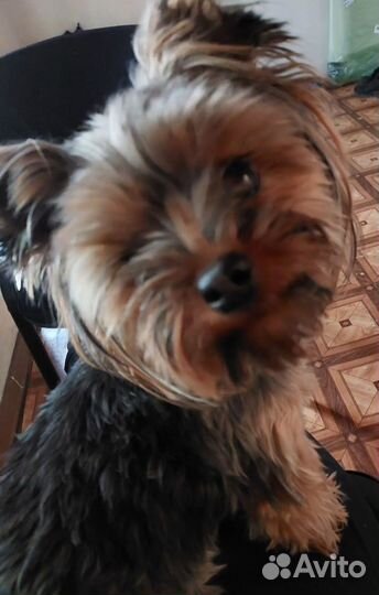 Йоркширский терьер мини девочка