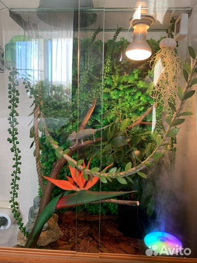 Террариум для хамелеона
