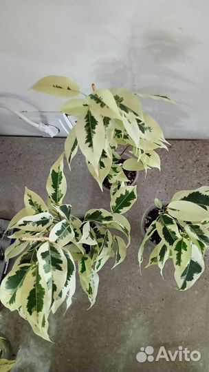 Фикус Де Гантель и др