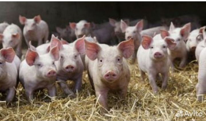 Поросята