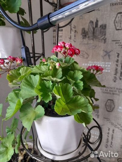 Пеларгония герань