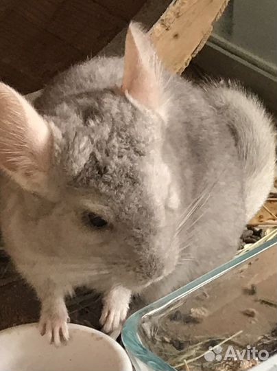 Шиншиллы из домашнего питомника, клетка