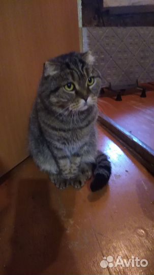 Вислоухая кошка в добрые руки