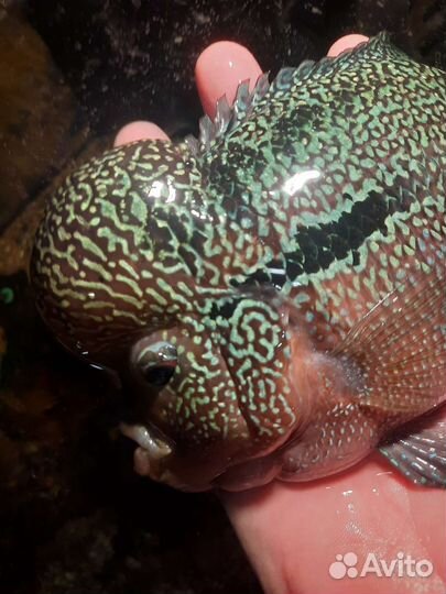 Флауэр хорн. Аквариум