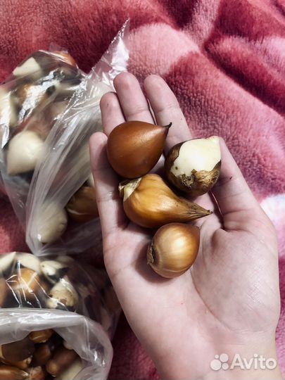 Тюльпаны сортовые микс