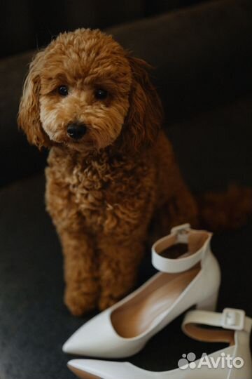 Той - пудель для вязки