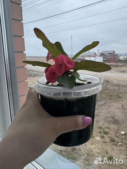 Комнатные цветы