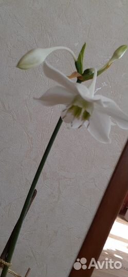 Комнатные цветы эухарис