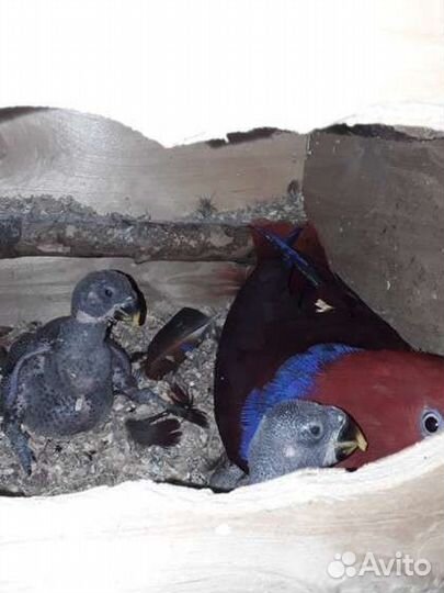 Птенцы выкормыши крупных и средних попугаев