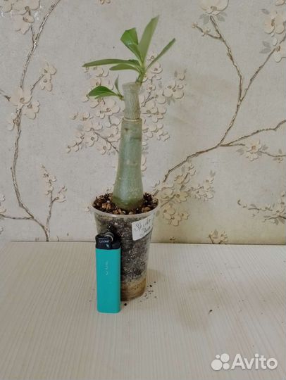 Адениум цветущий