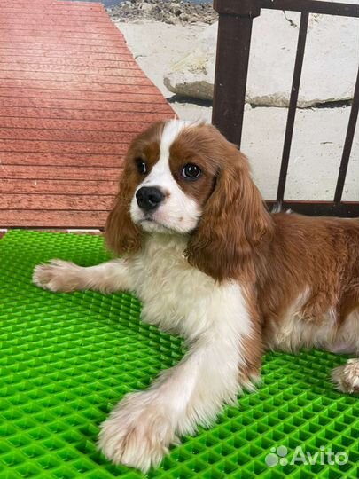 Щенки Кавалер Кинг Чальз Спаниеля